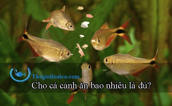 1 Ngày Cho Cá Cảnh Ăn Mấy Lần? Hướng Dẫn Cho Người Nuôi Cá!