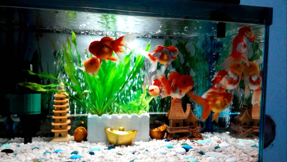 Tìm hiểu thêm về Aqua Cá Cảnh - Thế giới của các loài cá và sinh vật trong nước