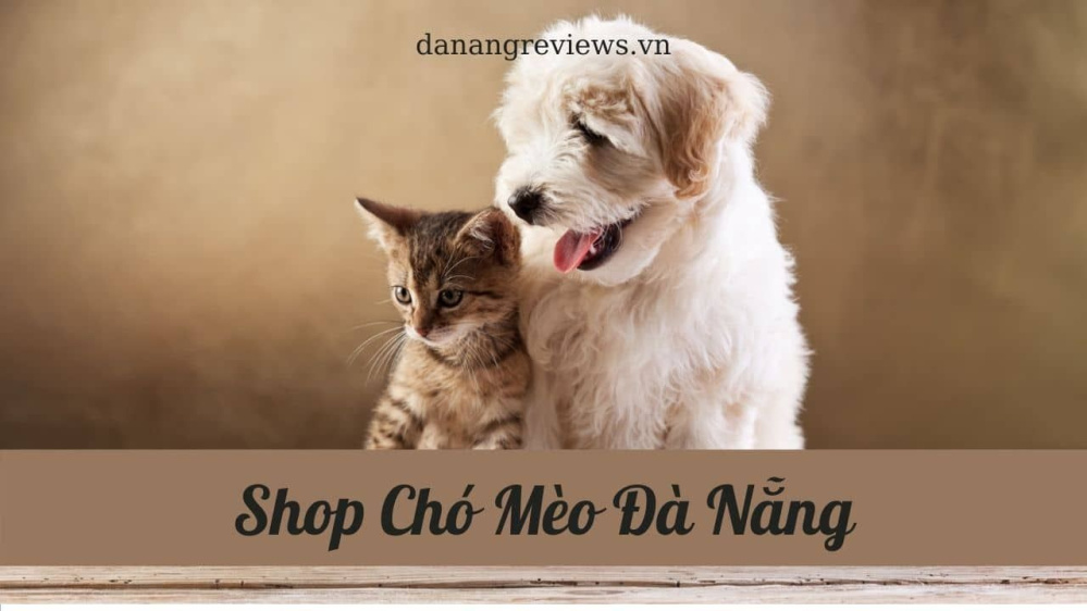 Bán mèo cảnh Đà Nẵng - Chuyên cung cấp các giống mèo đẹp
