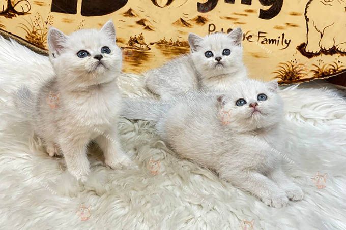 Bán mèo cảnh Hải Phòng - Thông tin mới nhất về các giống mèo đẹp