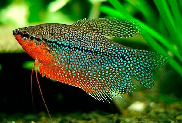 Tìm Hiểu Bảng Giá Cá Cảnh Hồng Anh Mới Nhất Năm 2021