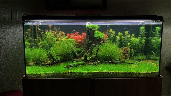 Be cá cảnh đúc nguyên khối 1m2 - Thông tin đầy đủ và hấp dẫn