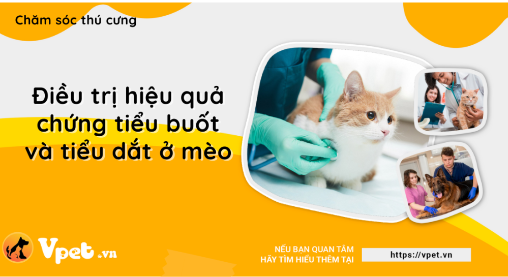 Cách chữa trị chứng tiểu buốt và tiểu dắt ở mèo