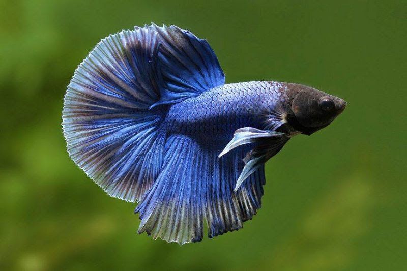 Thông tin về cá cảnh 180 - Cẩm nang cho người chơi thuần túy