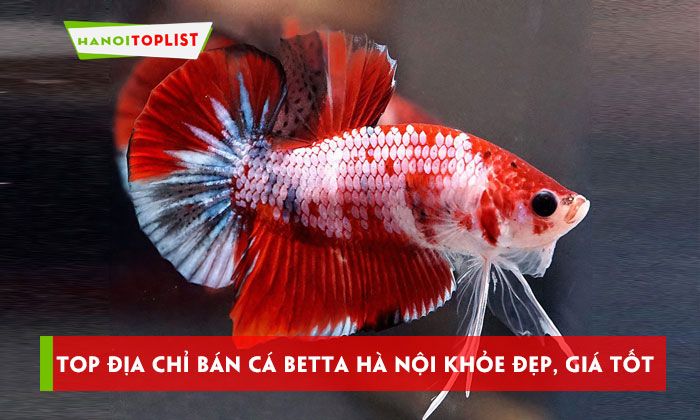 Thông tin về cá cảnh 56 - Những bí mật bạn cần biết!