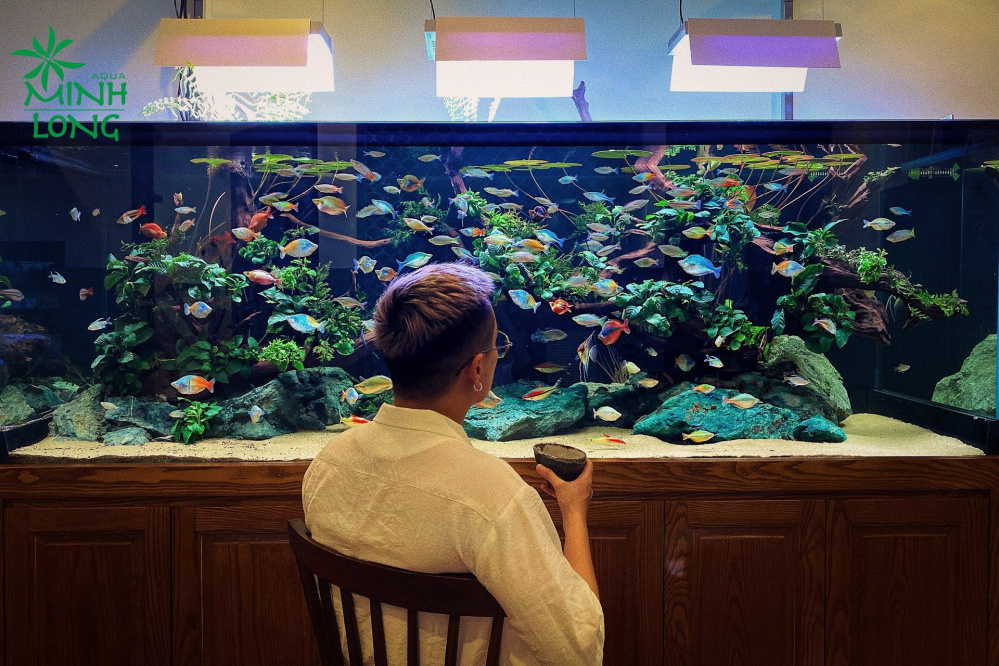 Tìm hiểu về cá cảnh 7 màu Hà Nội - Tất tần tật những điều cần biết