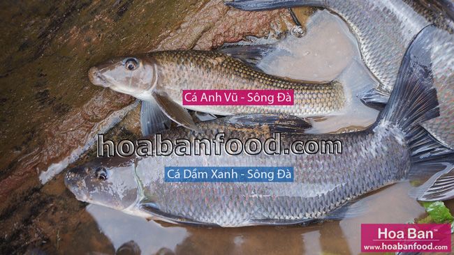 Tìm hiểu về cá cảnh Anh Vũ - địa chỉ tin cậy cho người chơi cá cảnh