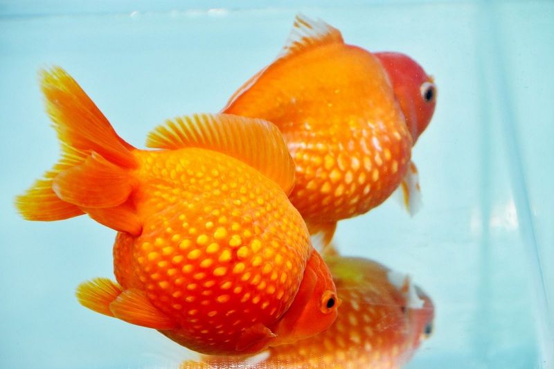 Thông tin về cá cảnh béo - Hướng dẫn nuôi và chăm sóc cho người mới bắt đầu