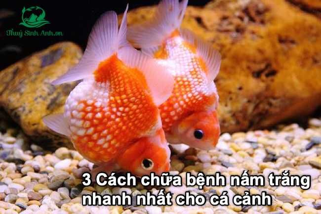 Tìm hiểu thông tin về cá cảnh bị nấm: Nguyên nhân và cách điều trị