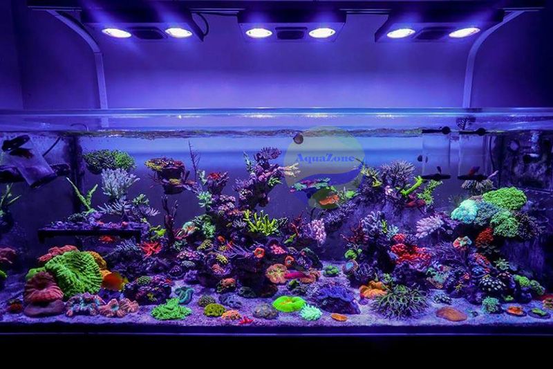 Khám phá thế giới cá cảnh biển Hà Nội tuyệt đẹp