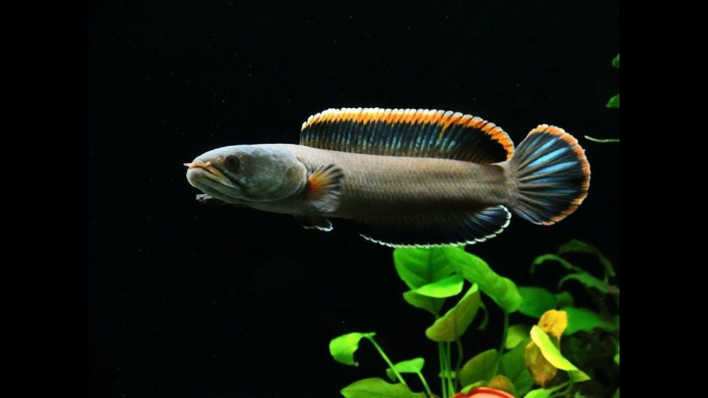 Tìm hiểu về cá cảnh cao lãnh – Loại thú nuôi hoàn hảo cho người mới bắt đầu