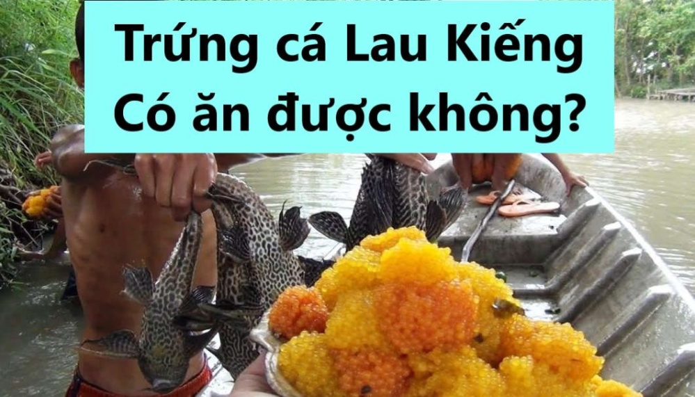 Cá cảnh có ăn được không - Những điều cần biết về dinh dưỡng của cá cảnh