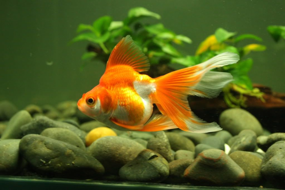 Cá cảnh có ngủ không? Tìm hiểu sự thật về giấc ngủ của cá cảnh