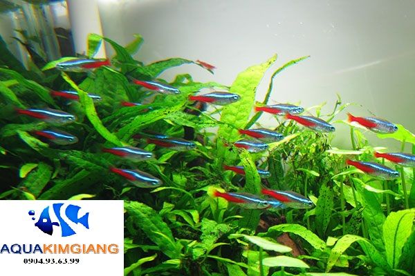 Tìm hiểu về cá cảnh dạ quang - Cách chọn và chăm sóc