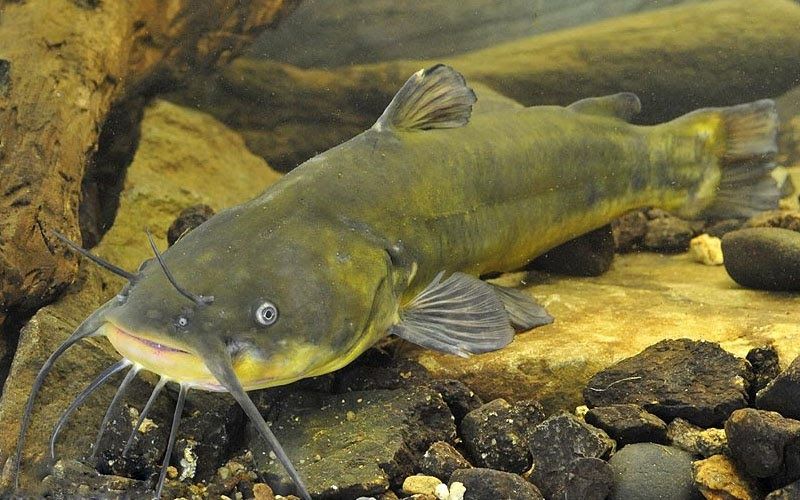 Tìm hiểu về cá cảnh da trơn - loài cá trang trí thú vị cho ngôi nhà của bạn