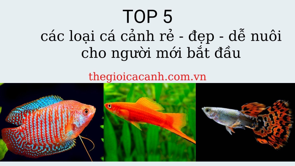 Những loại cá cảnh dễ nuôi giá rẻ cho người mới bắt đầu