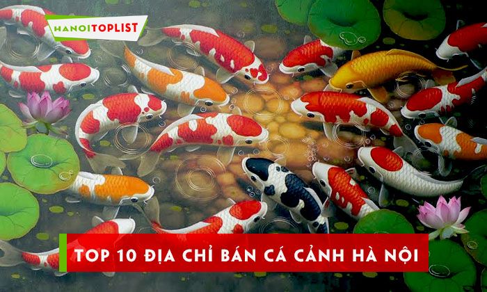 Cá cảnh giá rẻ Hà Nội - Tìm hiểu ngay những điểm bán hàng uy tín