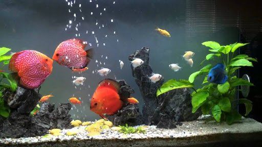 Tìm hiểu về cá cảnh Hải Phòng – Những điều bạn nên biết