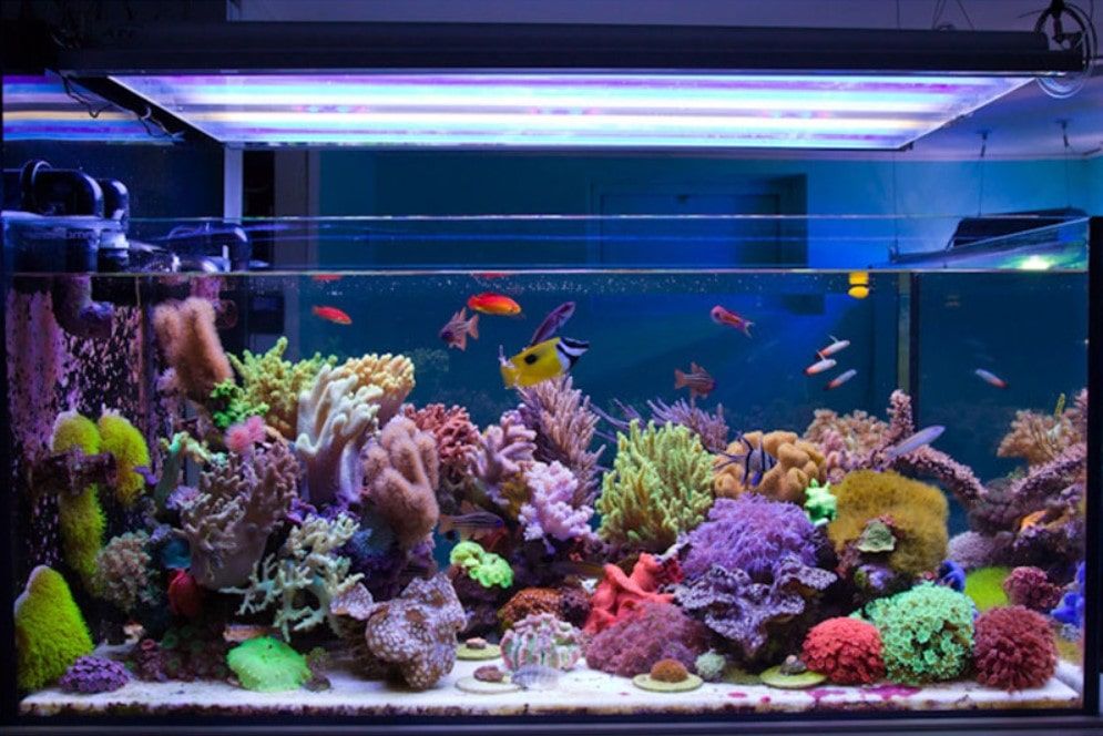 Tổng quan về cá cảnh Hàng Đậu - Cẩm nang nuôi cá cảnh