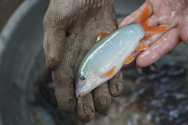 Tổng quan về cá cảnh heo nước - Hướng dẫn nuôi và chăm sóc cho người mới bắt đầu