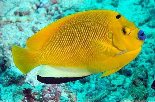 Cá cảnh Hoàng Anh - Địa chỉ uy tín cho người yêu thích thủy sinh