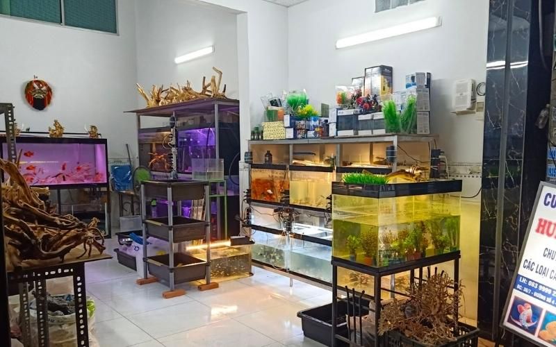 Cá cảnh Hoàng Hoa Thám - Tìm hiểu về loại cá độc đáo và cách chăm sóc