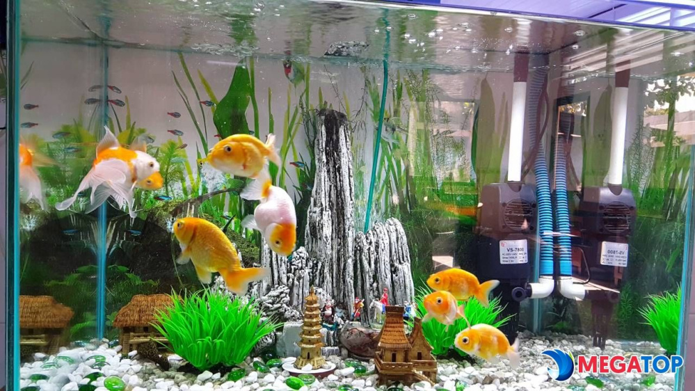 Tìm hiểu về cá cảnh Hưng Yên - Cập nhật giá bán mới nhất