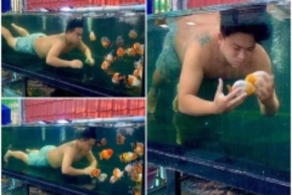 Tìm hiểu về cá cảnh kim ngưu – Thông tin, chăm sóc và giá trị sử dụng