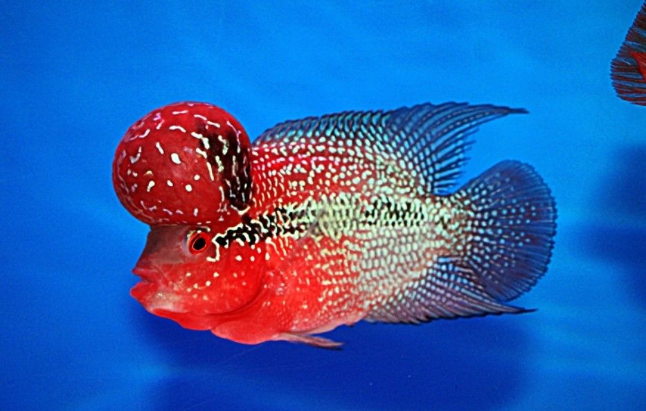 Tìm hiểu về cá cảnh la hán - Một trong những loài cá cảnh được yêu thích nhất