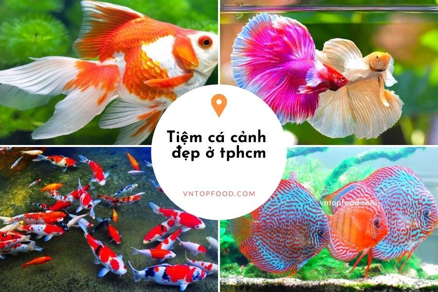 Tìm hiểu về cá cảnh Lan Huệ Quận 8 - Thế giới thủy sinh tuyệt vời