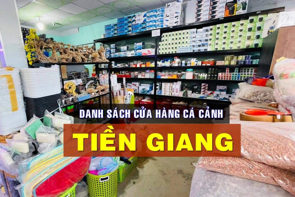 Cá cảnh Mỹ Tho - Thế giới của những loài cá đa dạng và đẹp mắt