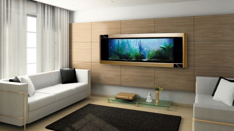 Cá cảnh online - Tìm hiểu về thế giới cá cảnh trực tuyến