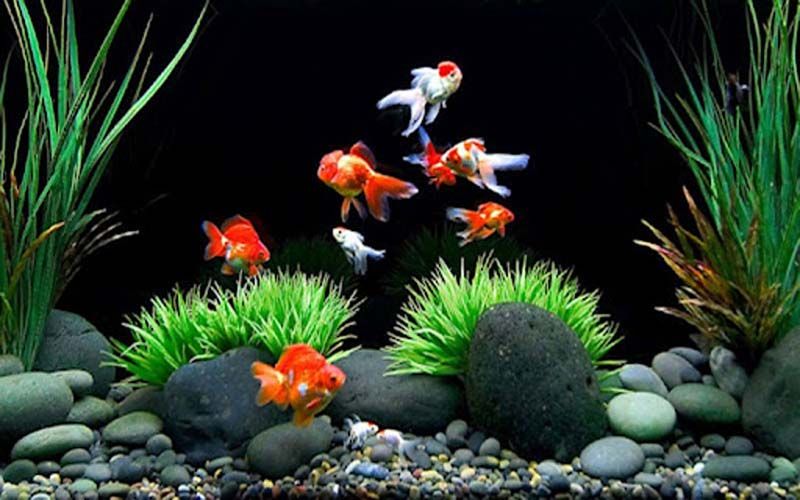 Tìm hiểu về cá cảnh quận 2 - Những điều cần biết