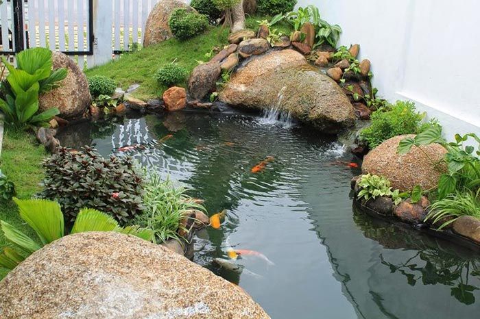 Tìm hiểu về Cá cảnh Quận 4 - Điểm đến của những người yêu thích thiên nhiên