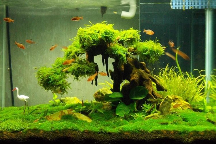 Cá cảnh Sài Gòn 710 Trường Chinh: Địa chỉ uy tín cho người yêu thích thủy sinh