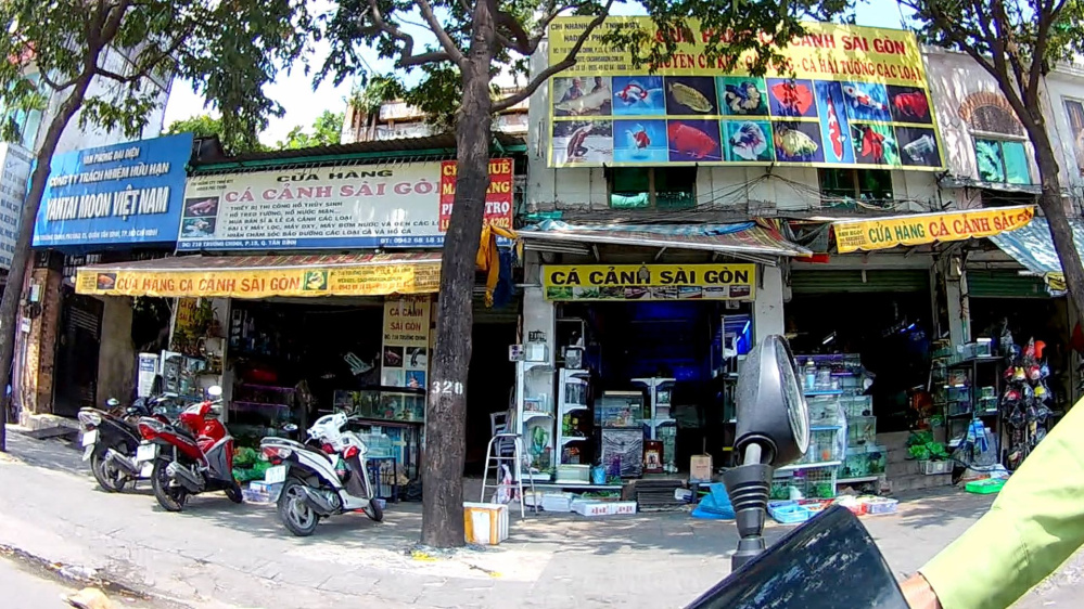 Khám phá thế giới cá cảnh Sài Gòn Trường Chinh đầy màu sắc
