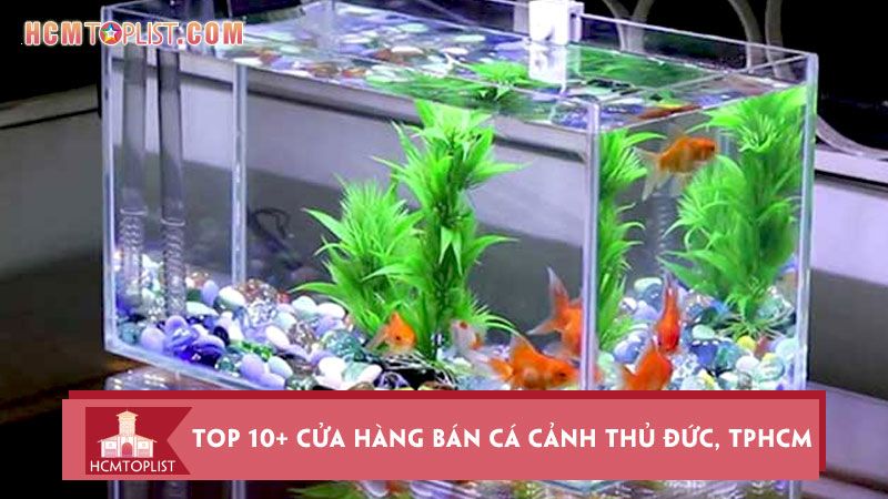 Tìm hiểu về cá cảnh Thủ Đức - Danh sách các loại cá cảnh phổ biến tại Thủ Đức