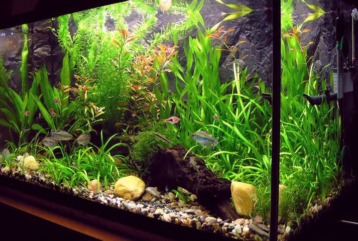 Tìm hiểu về cá cảnh vinh - Những điều cần biết!