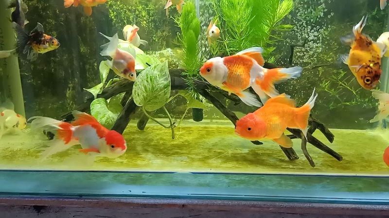 Tìm hiểu về cá cảnh Vũng Tàu - Địa chỉ uy tín cho người yêu thích thủy sinh