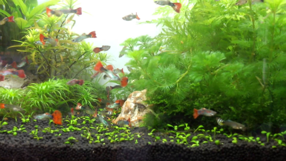 Tìm hiểu về cá cảnh xanh lá cây - Những loại cây cảnh tốt nhất cho bể cá của bạn