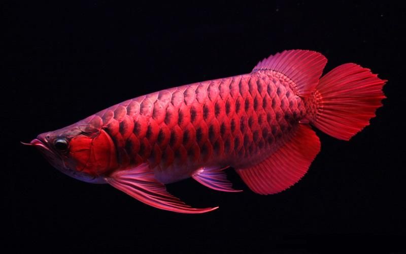 Thông tin chi tiết về cá cảnh Xuyên Mộc - Hướng dẫn chăm sóc và nuôi dưỡng