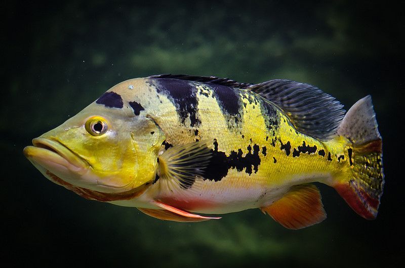 Tất tần tật thông tin về cá én cảnh - Hướng dẫn chăm sóc, nuôi, và thú vị về loài cá đẹp huyền thoại