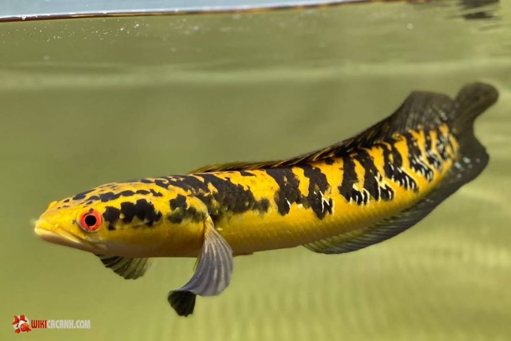 Tìm hiểu về cá lóc cảnh Yellow Sentarum - Đất nước nổi tiếng với loài cá độc đáo