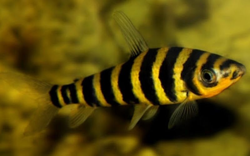 Tìm hiểu về cá ong cảnh - những thông tin cần biết
