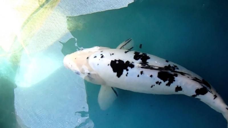 Các loại cá cảnh size lớn hấp dẫn cho hồ thủy sinh