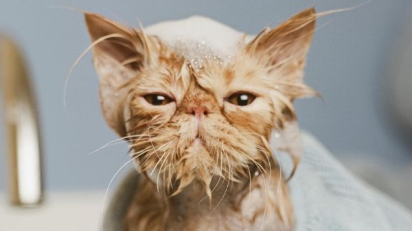 Cách tắm cho mèo cảnh: Hướng dẫn chi tiết và đầy đủ