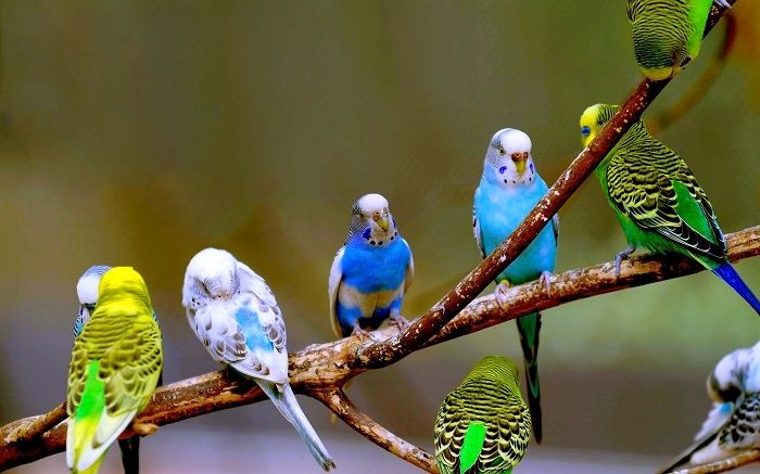 Tìm hiểu về 10 loại chim cảnh đẹp dễ nuôi cho người mới bắt đầu