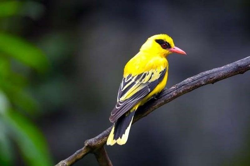 Thông tin mới nhất về Chim Cảnh Độc Lạ - Những giống chim đẹp chưa bao giờ được biết đến!