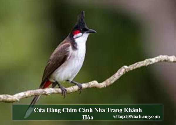 Thông tin về chim cảnh Nha Trang - Điểm đến cho những người yêu chim