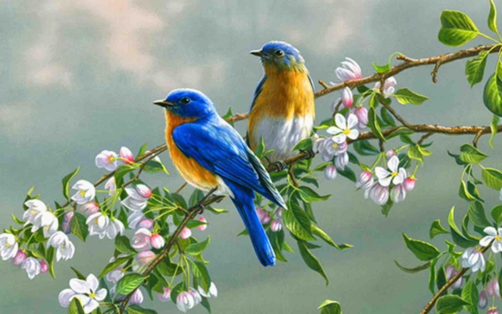 Chim cảnh Thủ Đức - Tìm hiểu về các loại chim đẹp và hiếm có